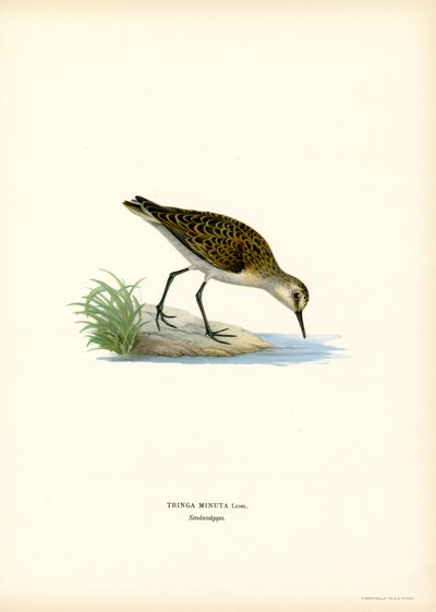 Little Stint (färg litho) av Magnus Ferdinand and Wilhelm von Wright
