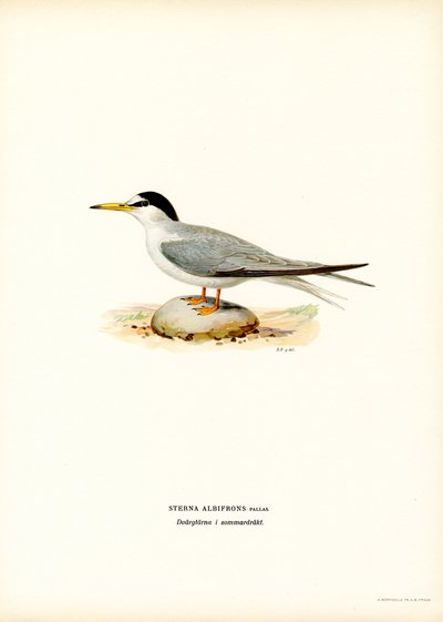 Lilla tärna (färg litho) av Magnus Ferdinand and Wilhelm von Wright