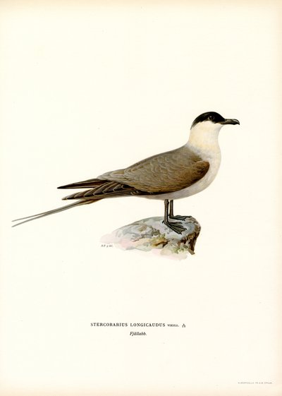 Långstjärtad Jaeger (färg litho) av Magnus Ferdinand and Wilhelm von Wright