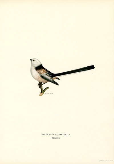 Långsvansmes (färg litho) av Magnus Ferdinand and Wilhelm von Wright