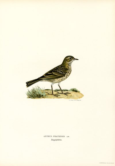 Meadow Pipit (färg litho) av Magnus Ferdinand and Wilhelm von Wright