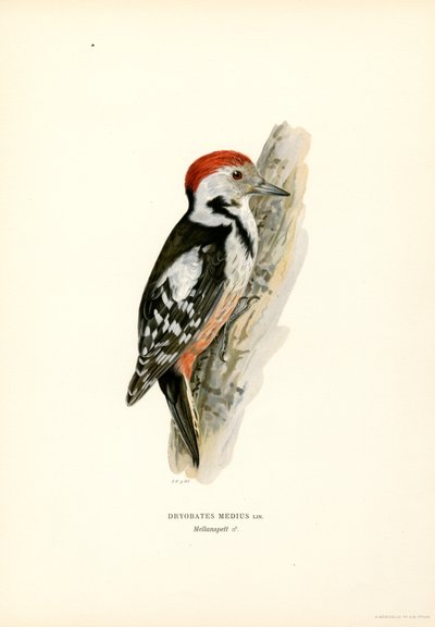 Medelfläckig hackspett (färg litho) av Magnus Ferdinand and Wilhelm von Wright
