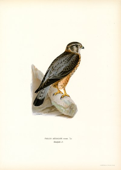 Merlin (färg litho) av Magnus Ferdinand and Wilhelm von Wright