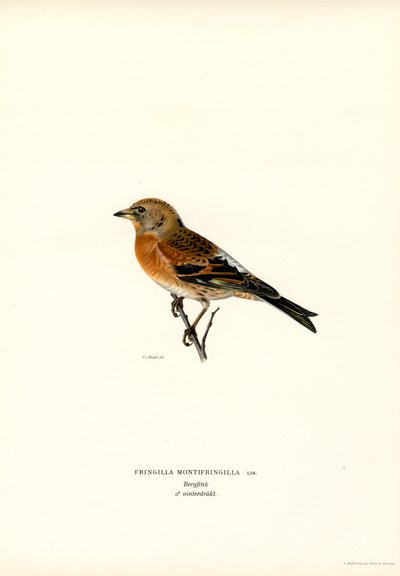 Bergfink (färg litho) av Magnus Ferdinand and Wilhelm von Wright