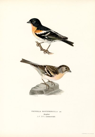 Bergfink (färg litho) av Magnus Ferdinand and Wilhelm von Wright