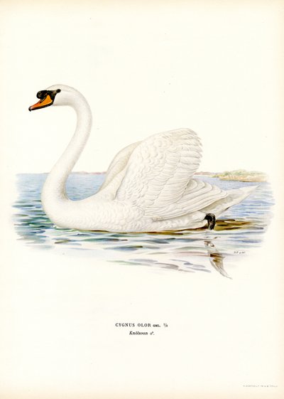 Mute Swan (färg litho) av Magnus Ferdinand and Wilhelm von Wright