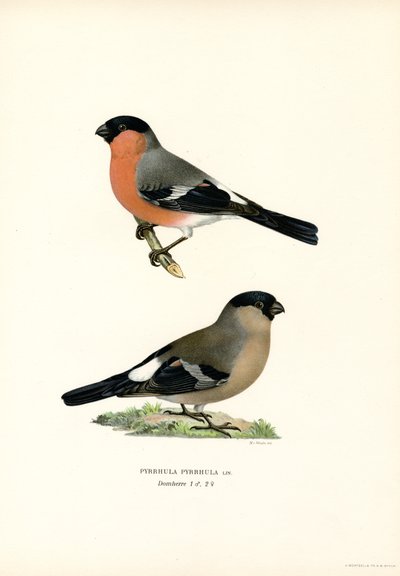 Nordeurasisk domherre (färg litho) av Magnus Ferdinand and Wilhelm von Wright