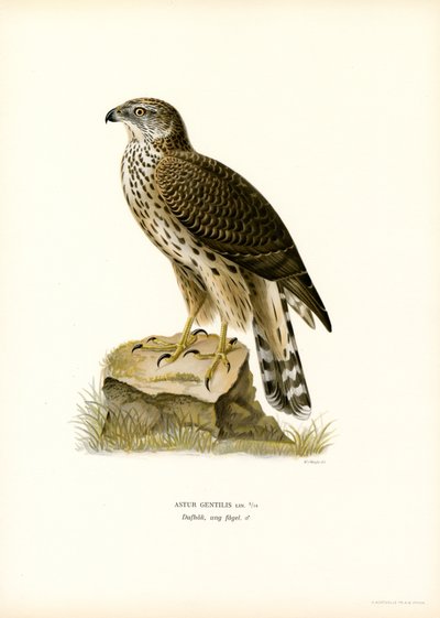 Northern Goshawk (färg litho) av Magnus Ferdinand and Wilhelm von Wright