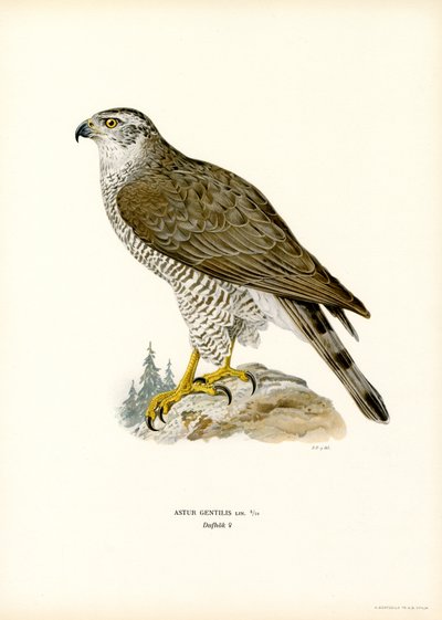 Northern Goshawk (färg litho) av Magnus Ferdinand and Wilhelm von Wright