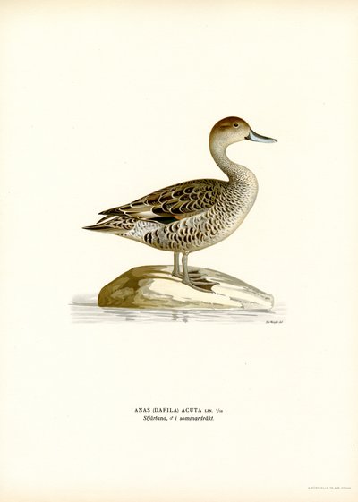 Northern Pintail (färg litho) av Magnus Ferdinand and Wilhelm von Wright