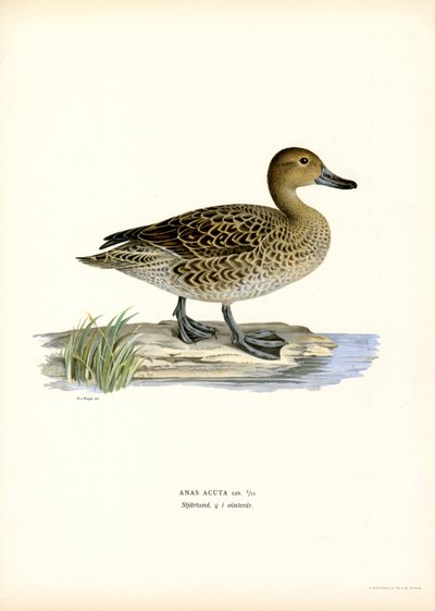 Northern Pintail (färg litho) av Magnus Ferdinand and Wilhelm von Wright