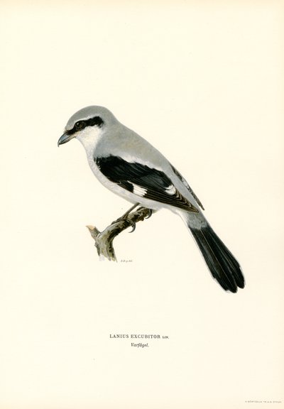 Northern Shrike (färg litho) av Magnus Ferdinand and Wilhelm von Wright