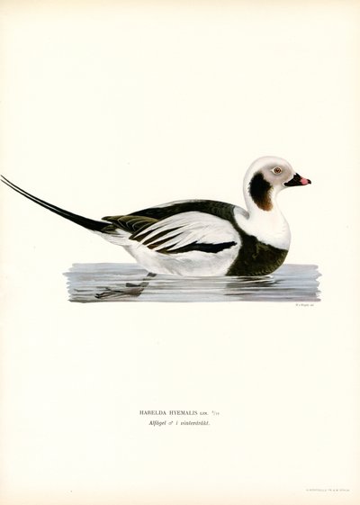 Oldsquaw Duck (färg litho) av Magnus Ferdinand and Wilhelm von Wright
