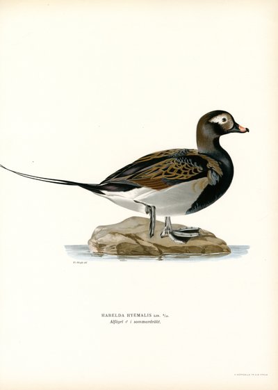 Oldsquaw Duck (färg litho) av Magnus Ferdinand and Wilhelm von Wright