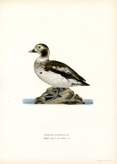 Oldsquaw Duck (färg litho) av Magnus Ferdinand and Wilhelm von Wright