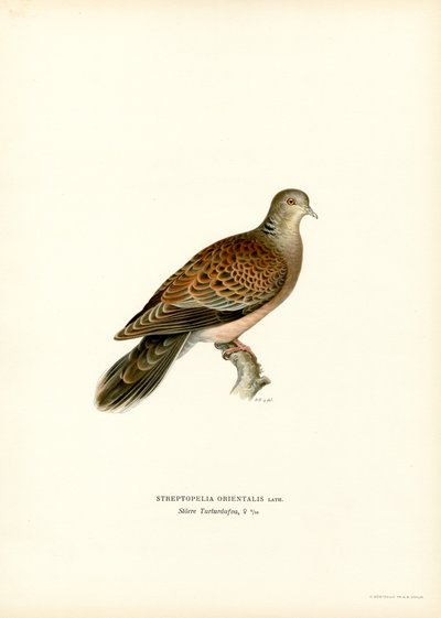 Orientalisk turtelduva (färg litho) av Magnus Ferdinand and Wilhelm von Wright