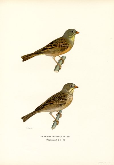 Ortolansparv (färg litho) av Magnus Ferdinand and Wilhelm von Wright