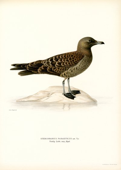 Parasitisk Jaeger (färg litho) av Magnus Ferdinand and Wilhelm von Wright