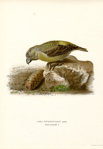 Papegojakorsnäbb (färg litho) av Magnus Ferdinand and Wilhelm von Wright