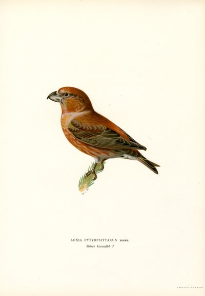 Papegojakorsnäbb (färg litho) av Magnus Ferdinand and Wilhelm von Wright