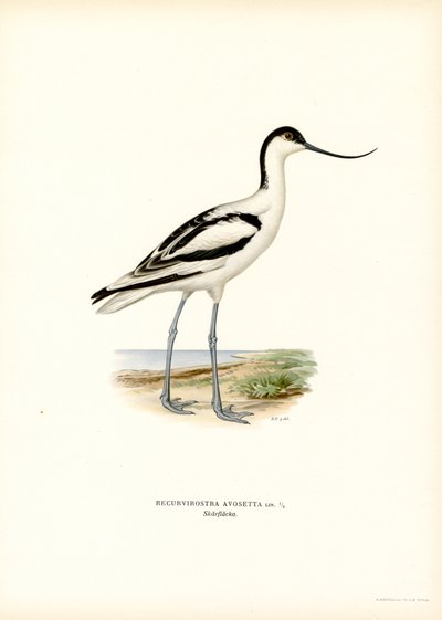Pied Avocet (färg litho) av Magnus Ferdinand and Wilhelm von Wright