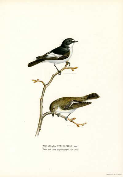 Pied flugsnappare (färg litho) av Magnus Ferdinand and Wilhelm von Wright