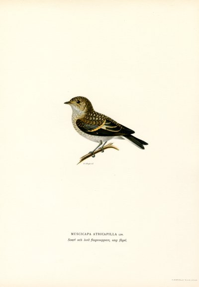 Pied flugsnappare (färg litho) av Magnus Ferdinand and Wilhelm von Wright