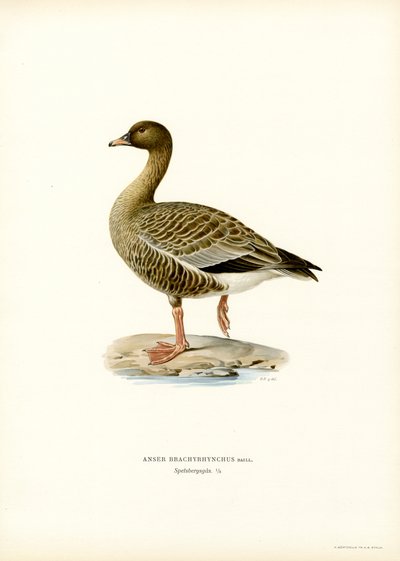 Rosafotad gås (färg litho) av Magnus Ferdinand and Wilhelm von Wright