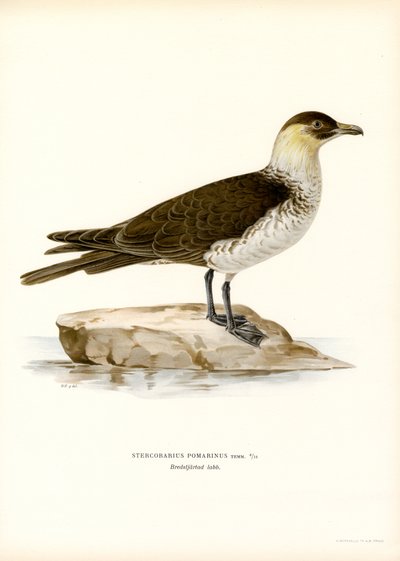 Pomarine Skua (färgmedlemmar) av Magnus Ferdinand and Wilhelm von Wright