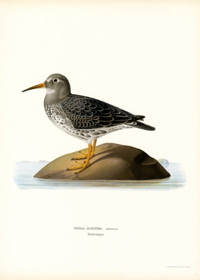 Lila sandsnäppa (färg litho) av Magnus Ferdinand and Wilhelm von Wright