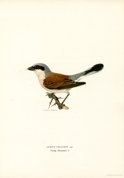 Rödryggad Shrike (färg litho) av Magnus Ferdinand and Wilhelm von Wright