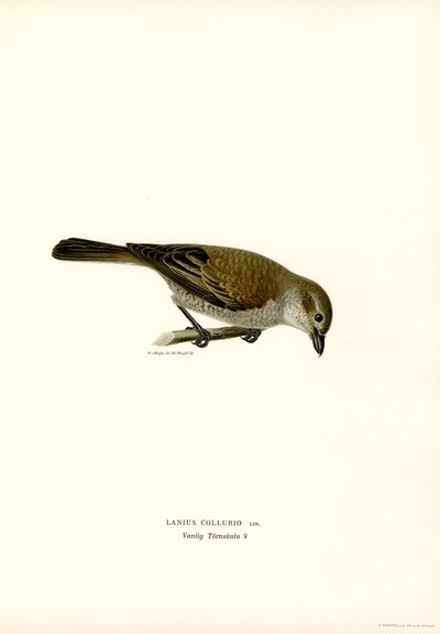 Rödryggad Shrike (färg litho) av Magnus Ferdinand and Wilhelm von Wright