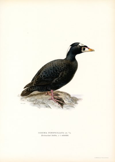Rödnäbbsnäbb (färg litho) av Magnus Ferdinand and Wilhelm von Wright