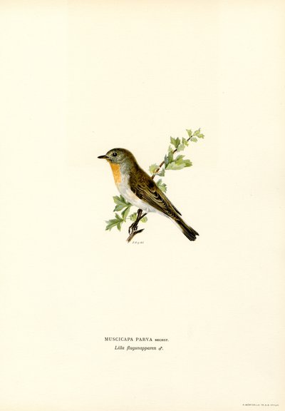 Rödbröst flugsnappare (färg litho) av Magnus Ferdinand and Wilhelm von Wright