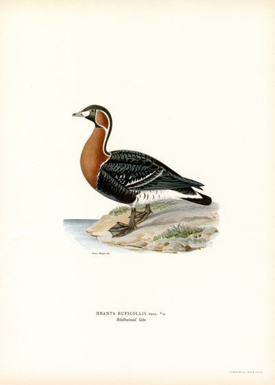 Rödbröst gås (färg litho) av Magnus Ferdinand and Wilhelm von Wright