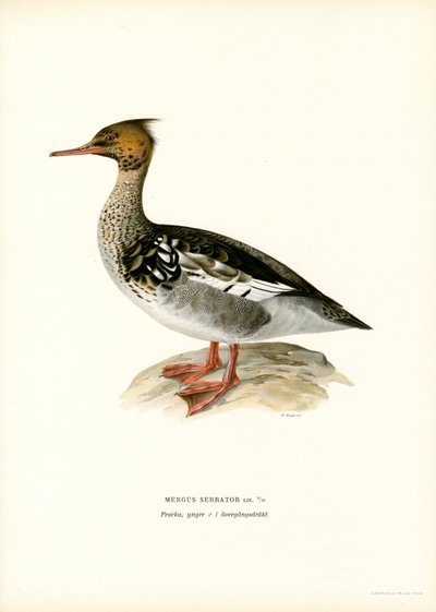 Rödbröstad Merganser (färg litho) av Magnus Ferdinand and Wilhelm von Wright