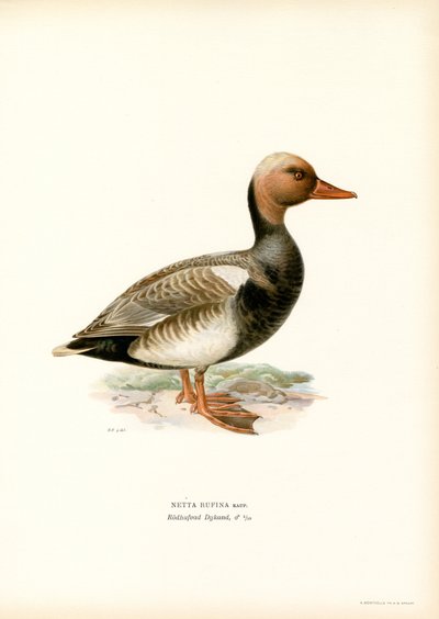 Röd-crested Duck (färg litho) av Magnus Ferdinand and Wilhelm von Wright