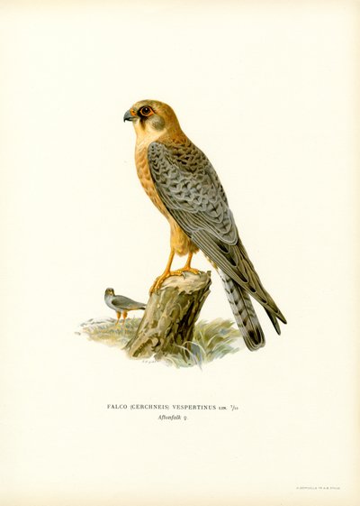 Rödfotad falk (färg litho) av Magnus Ferdinand and Wilhelm von Wright
