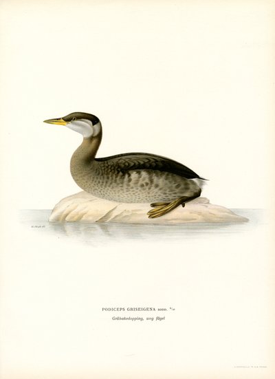 Rödhalsad doppe (färg litho) av Magnus Ferdinand and Wilhelm von Wright