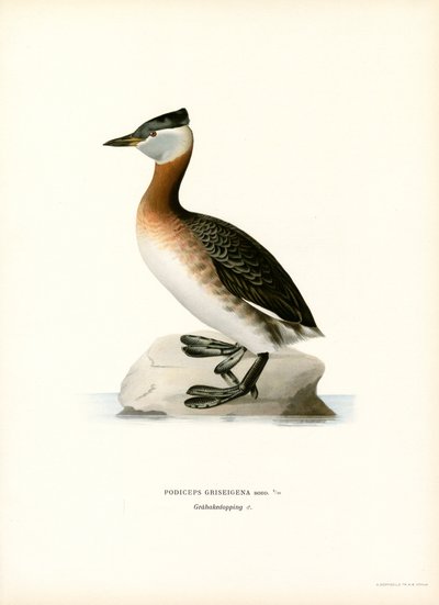 Rödhalsad doppe (färg litho) av Magnus Ferdinand and Wilhelm von Wright