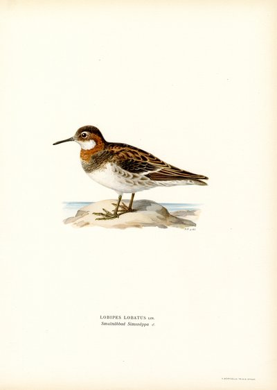 Rödhalsad Phalarope (färg litho) av Magnus Ferdinand and Wilhelm von Wright