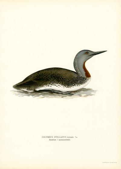 Rödstrupig dykare (färg litho) av Magnus Ferdinand and Wilhelm von Wright
