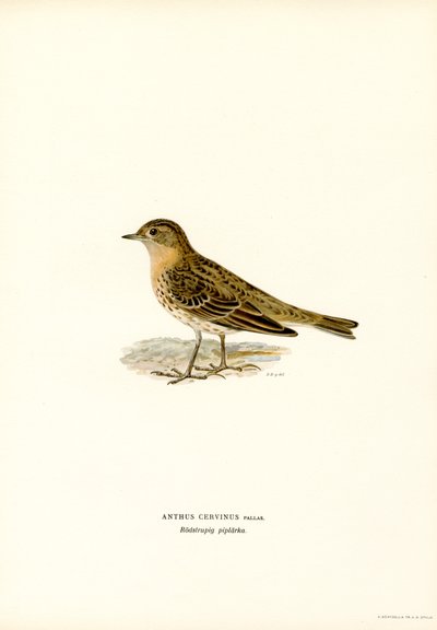 Rödstrupig pippipa (färg litho) av Magnus Ferdinand and Wilhelm von Wright
