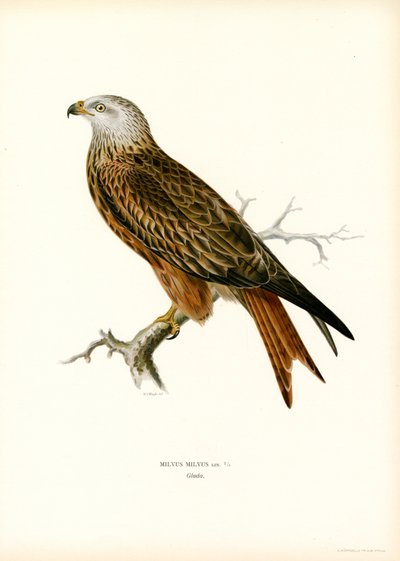 Röd drake (färg litho) av Magnus Ferdinand and Wilhelm von Wright