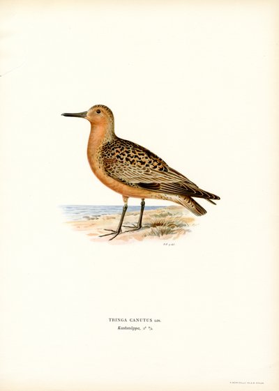 Röd knut (färg litho) av Magnus Ferdinand and Wilhelm von Wright