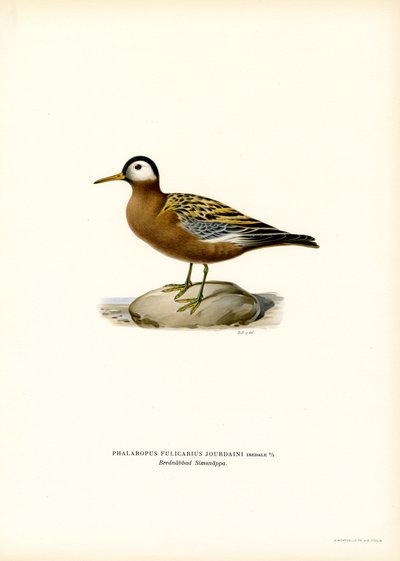 Röd Phalarope (färg litho) av Magnus Ferdinand and Wilhelm von Wright