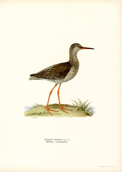 Redshank (färg litho) av Magnus Ferdinand and Wilhelm von Wright