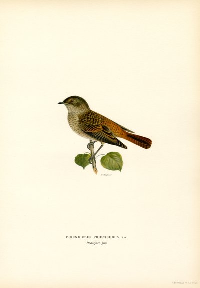 Rödstjärt (färg litho) av Magnus Ferdinand and Wilhelm von Wright