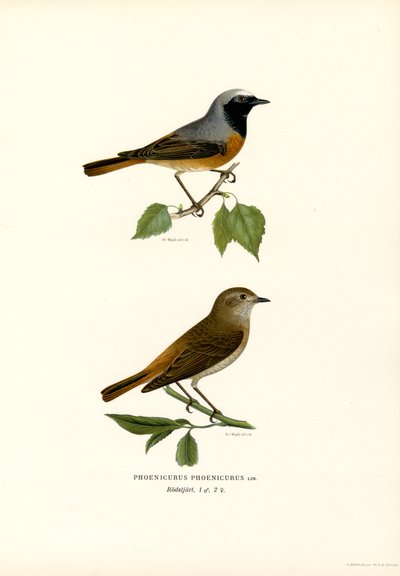 Rödstjärt (färg litho) av Magnus Ferdinand and Wilhelm von Wright