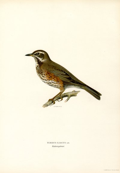 Rödvinge (färg litho) av Magnus Ferdinand and Wilhelm von Wright